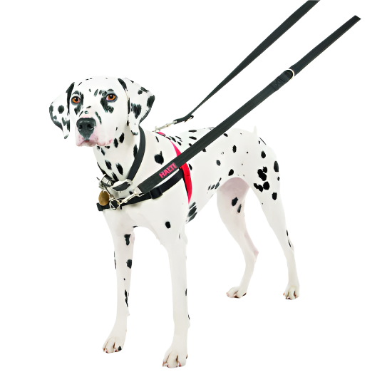 Dalmatian dog wearing a harness and leash on a white background