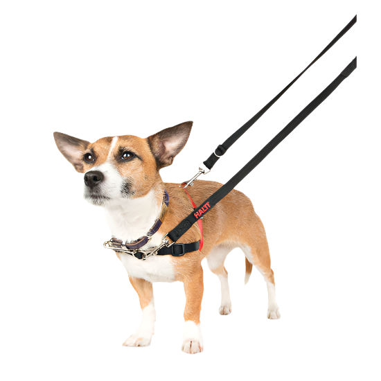 Dog wearing a harness and leash on a white background