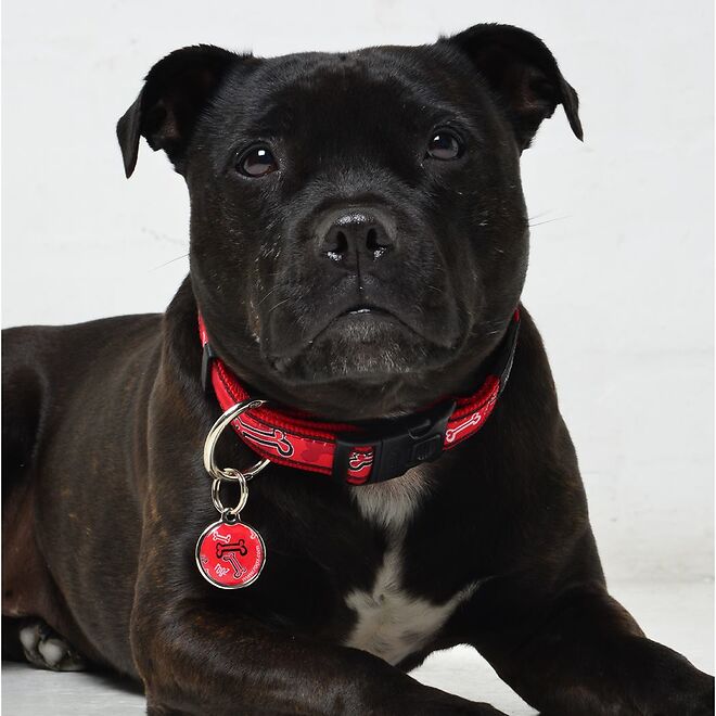 Rogz Collar - Red Bone