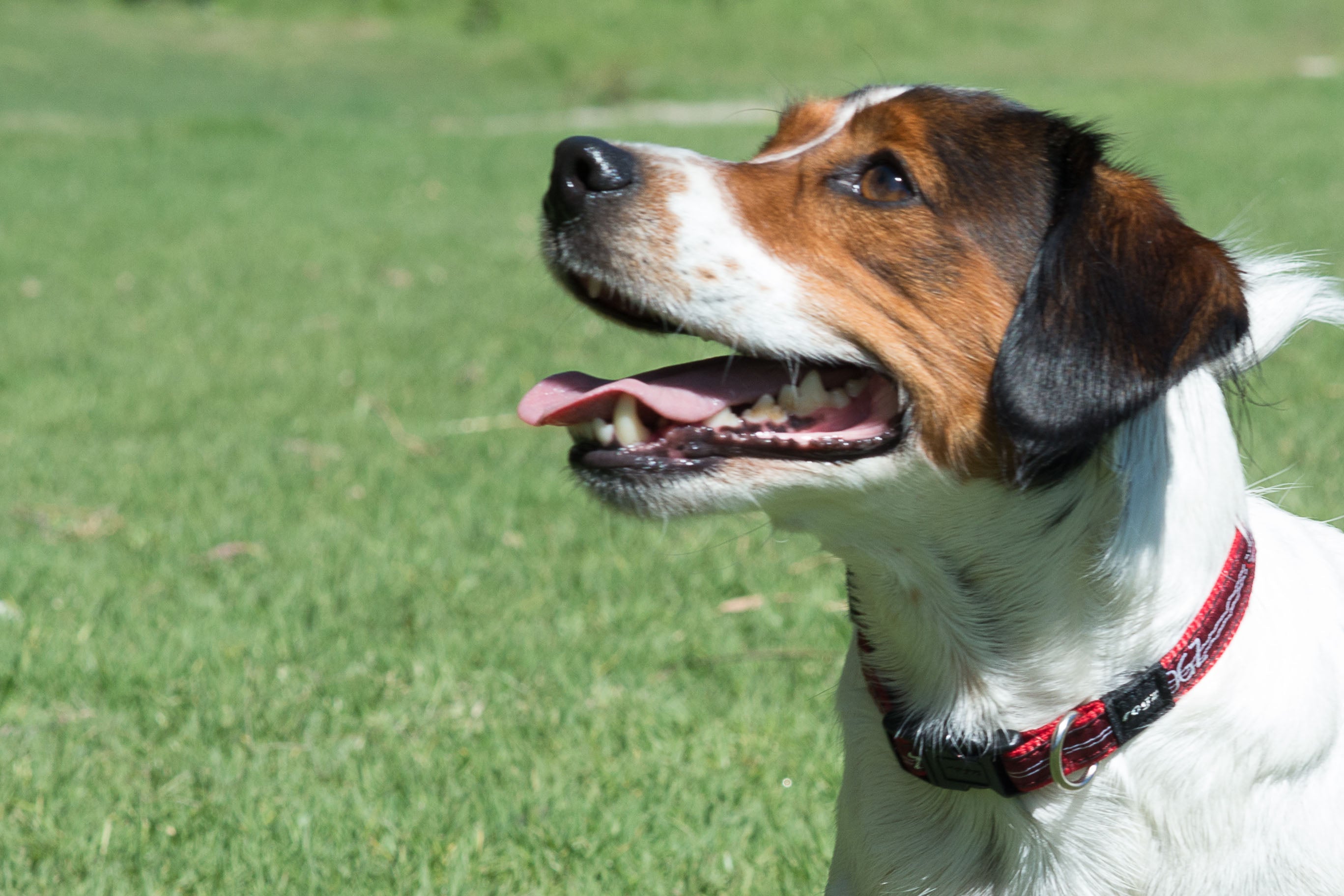 Rogz Collar - Red Bone