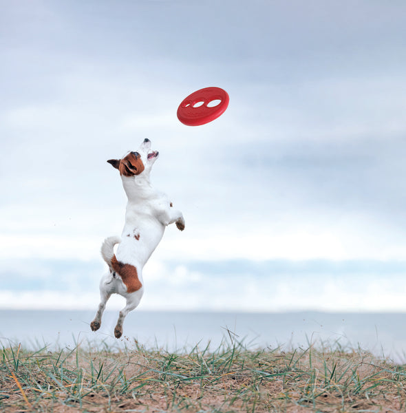 Rogz Flying Frisbee