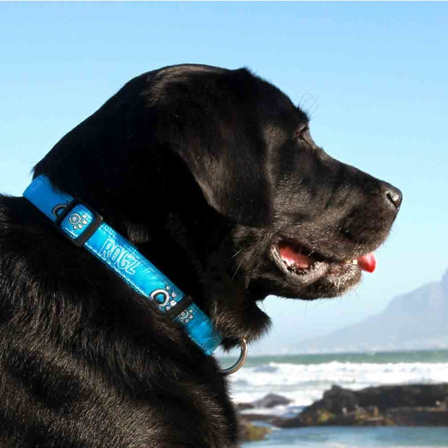 Rogz Collar - Turquoise Paw